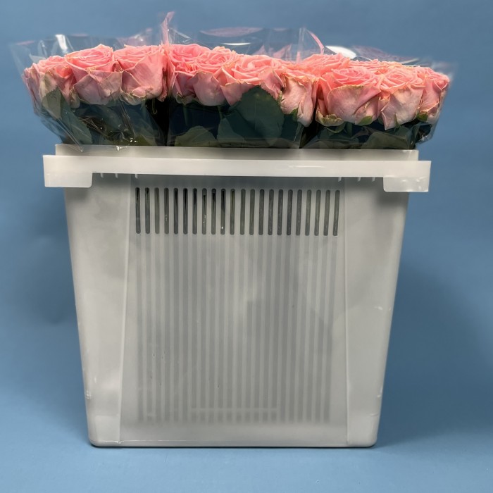 Роза 40 Розовая Софи Лорен