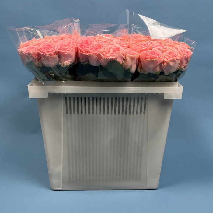 Роза 40 Розовая Софи Лорен