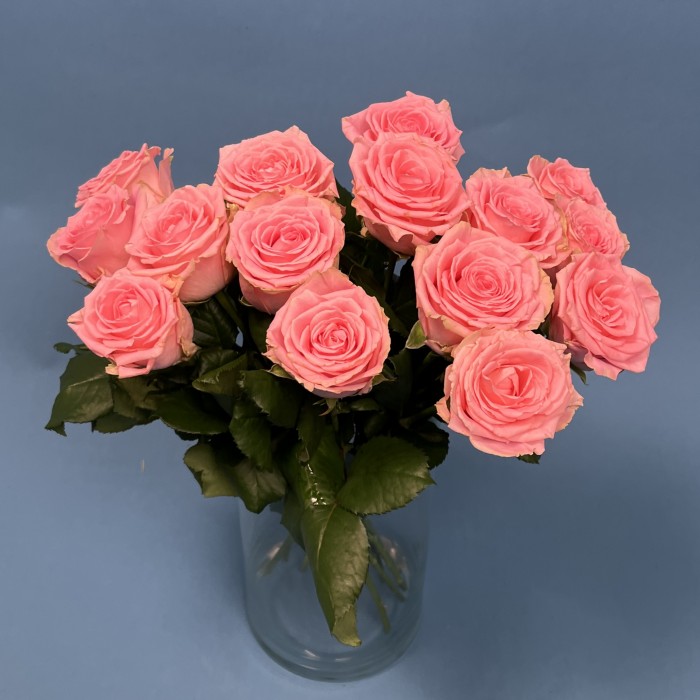 Роза 40 Розовая Софи Лорен