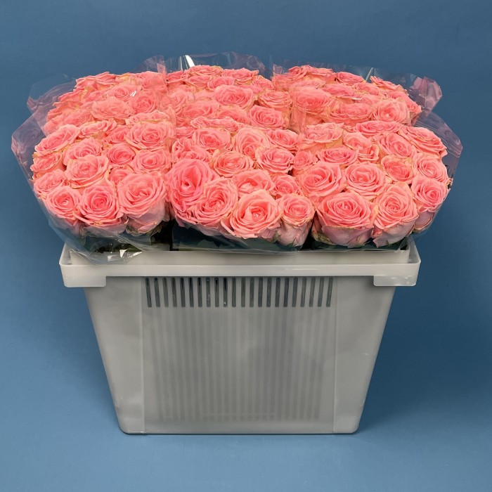 Роза 40 Розовая Софи Лорен