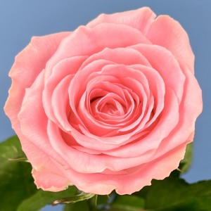 Роза 40 Розовая Софи Лорен