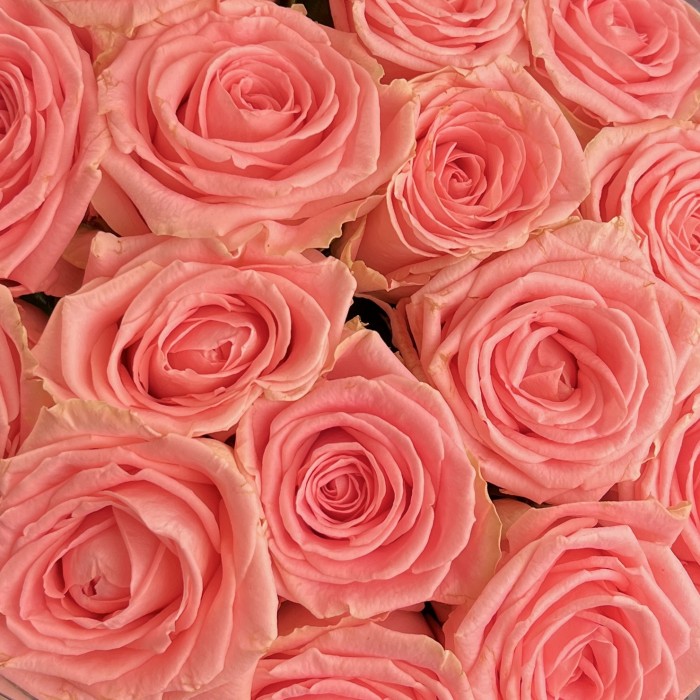 Роза 40 Розовая Софи Лорен