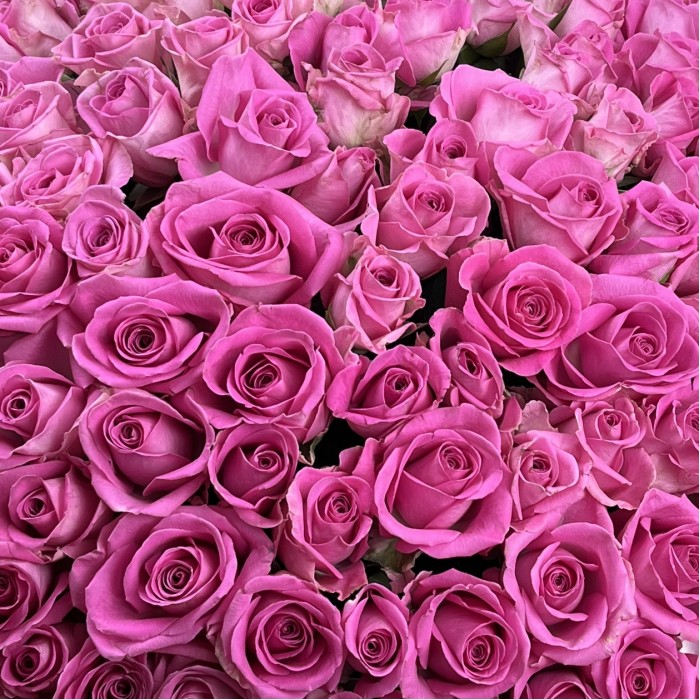 151 розовая роза Аква в бархатной коробке