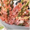 19 розовых гладиолусов