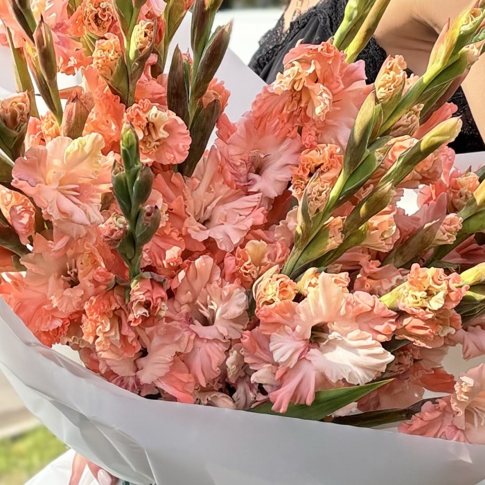 19 розовых гладиолусов