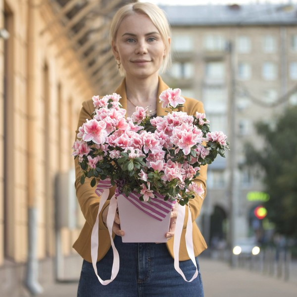 Азалия в коробке