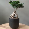 Фикус микрокарпа