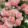 9 розовых пионовидных роз Мадам Бомбастик 60 см