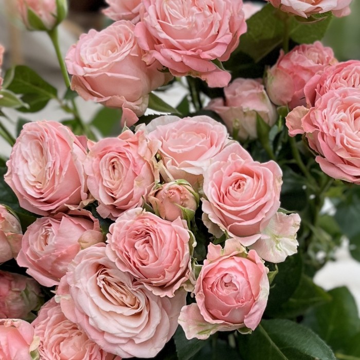 9 розовых пионовидных роз Мадам Бомбастик 60 см