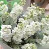 Букет из 15 белых Маттиол с эвкалиптом