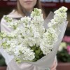 Букет из 7 белых Маттиол