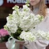 Букет из 7 белых Маттиол