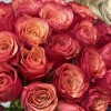 19 ярких роз Боргат 60 см