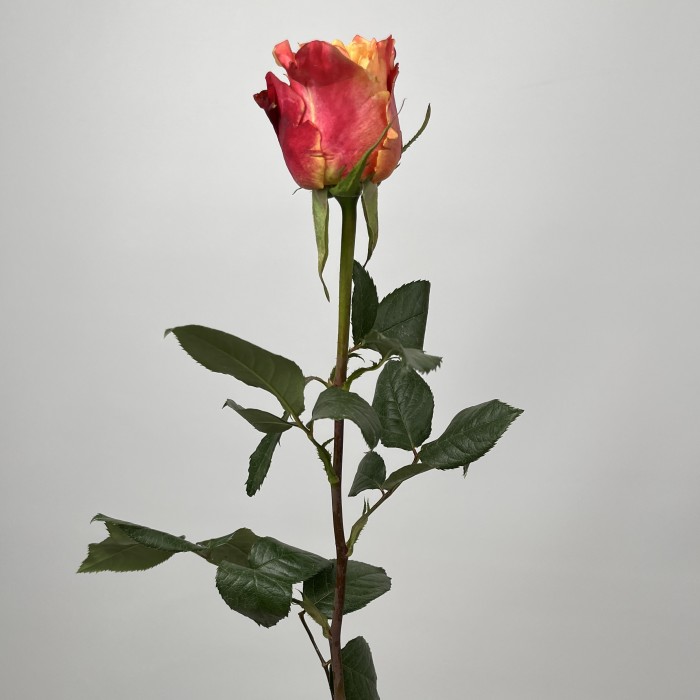 Роза 40 см Оранжево-красная 3Д