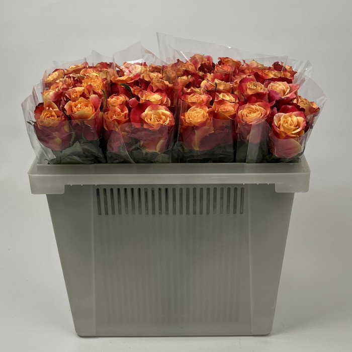 Роза 40 см Оранжево-красная 3Д