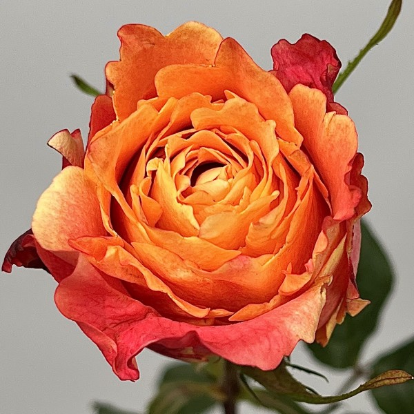 Роза 40 см Оранжево-красная 3Д