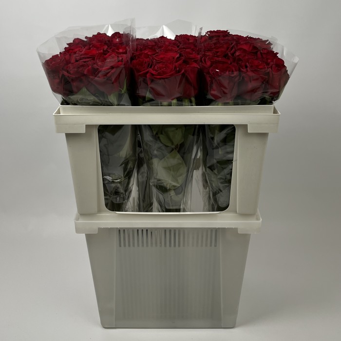 Роза 70 см Красная Кения