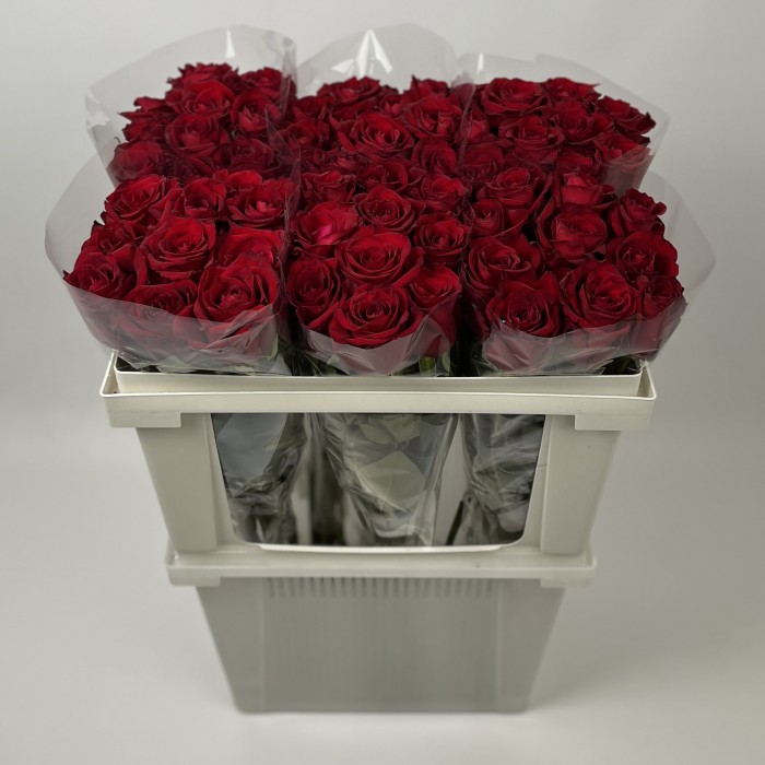 Роза 70 см Красная Кения