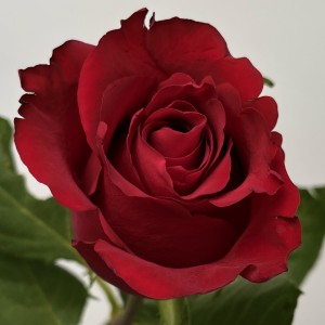 Роза 70 см Красная Кения