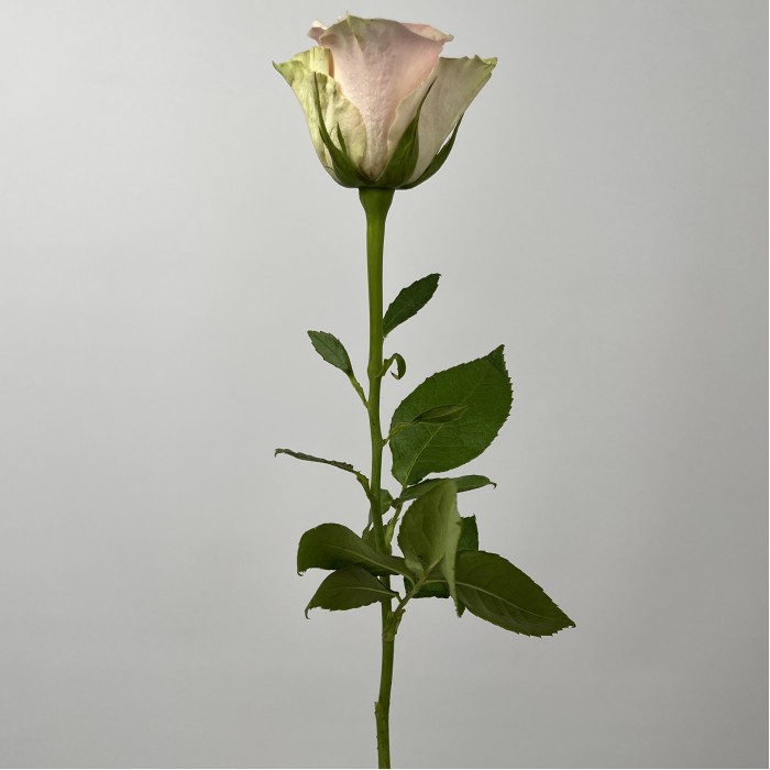 Роза 40 см розовая Пинк Атена