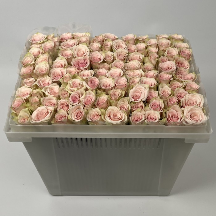 Роза 40 см розовая Пинк Атена