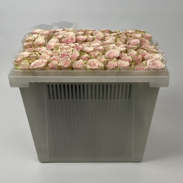 Роза 40 см розовая Пинк Атена