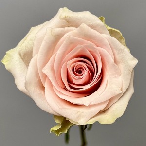 Роза 40 см розовая Пинк Атена