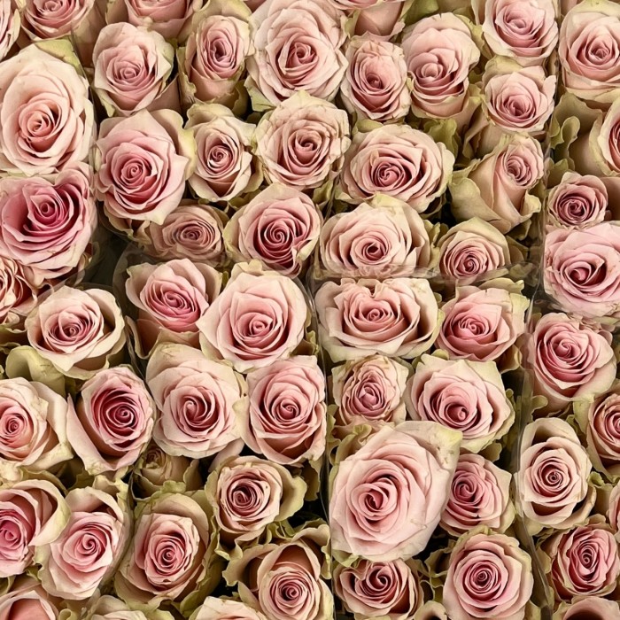 Роза 40 см розовая Пинк Атена