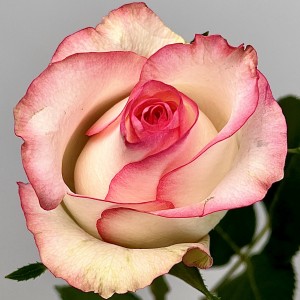 Роза 40 см Светло-розовая Джумилия