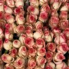 Роза 40 см Светло-розовая Джумилия