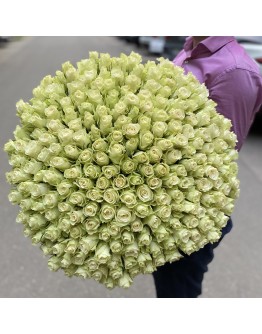 201 длинная белая роза