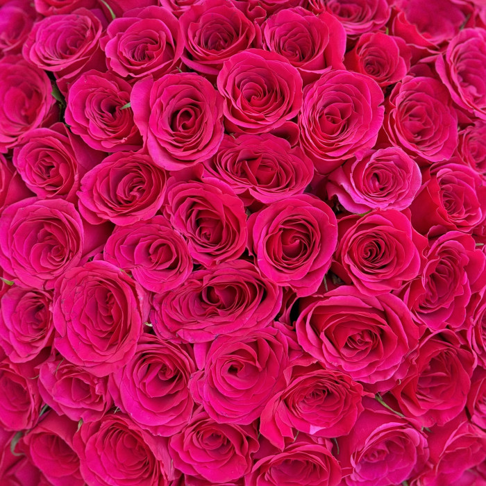 201 малиновая роза Такаци 40 см