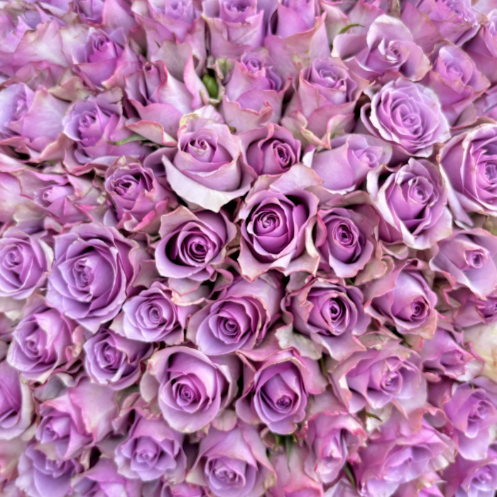 201 сиреневая роза 40 см