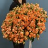 101 кустовая пионовидная роза Корал Баблс 40 см