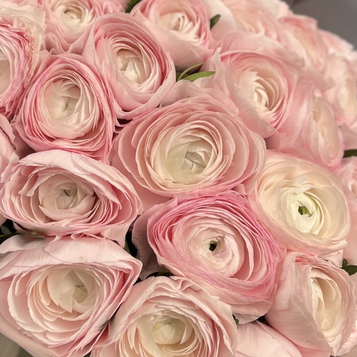 31 розовый ранункулюс