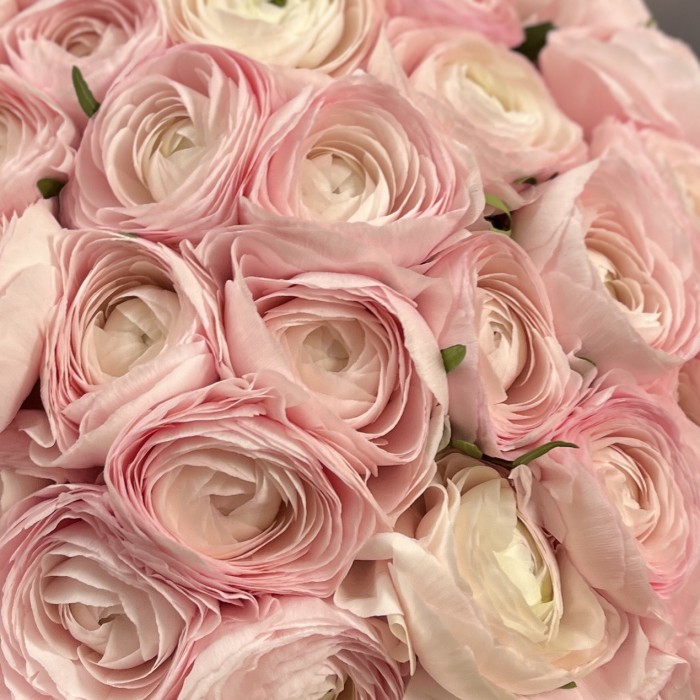 35 розовых ранункулюсов