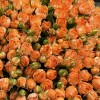 51 кустовая пионовидная роза Корал Баблс 50 см