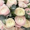 51 ранункулюс розовый и белый Ханой с эвкалиптом
