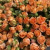 55 кустовых пионовидных роз Корал Баблс 40 см