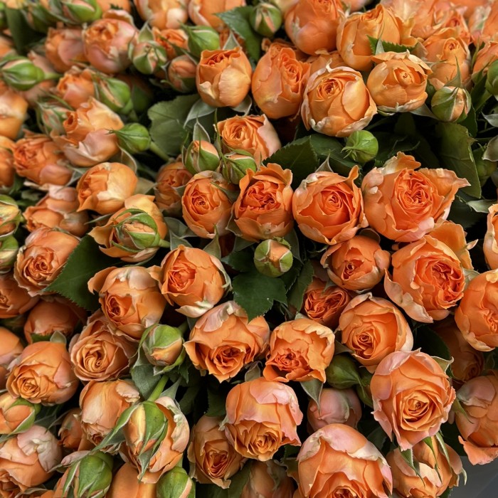 55 кустовых пионовидных роз Корал Баблс 40 см