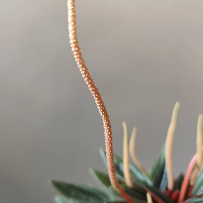 Пеперомия каперата Россо