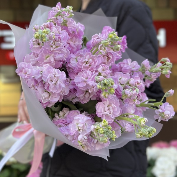 11 сиреневых ароматных маттиол