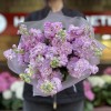 11 сиреневых ароматных маттиол