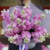 15 розовых ароматных маттиол
