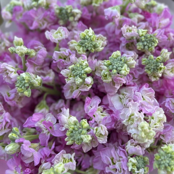 25 розовых ароматных маттиол