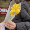3 жёлтые фрезии в упаковке