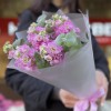 7 розовых ароматных маттиол с эвкалиптом