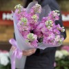 9 розовых ароматных маттиол
