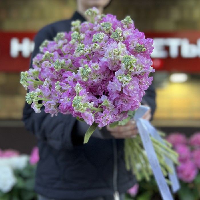 Маттиола розовая