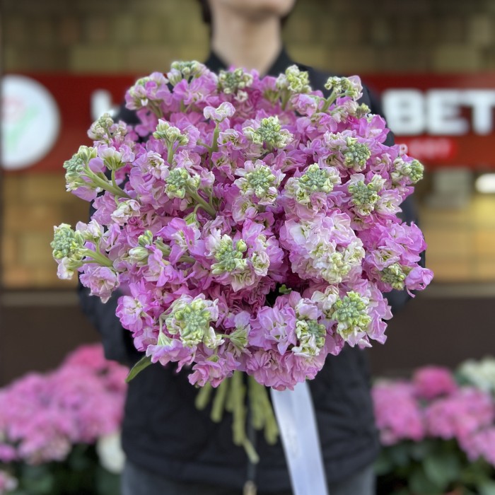 Маттиола розовая